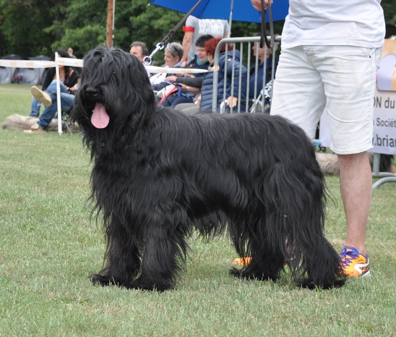 Ipsita black Des Z'amours De Nash