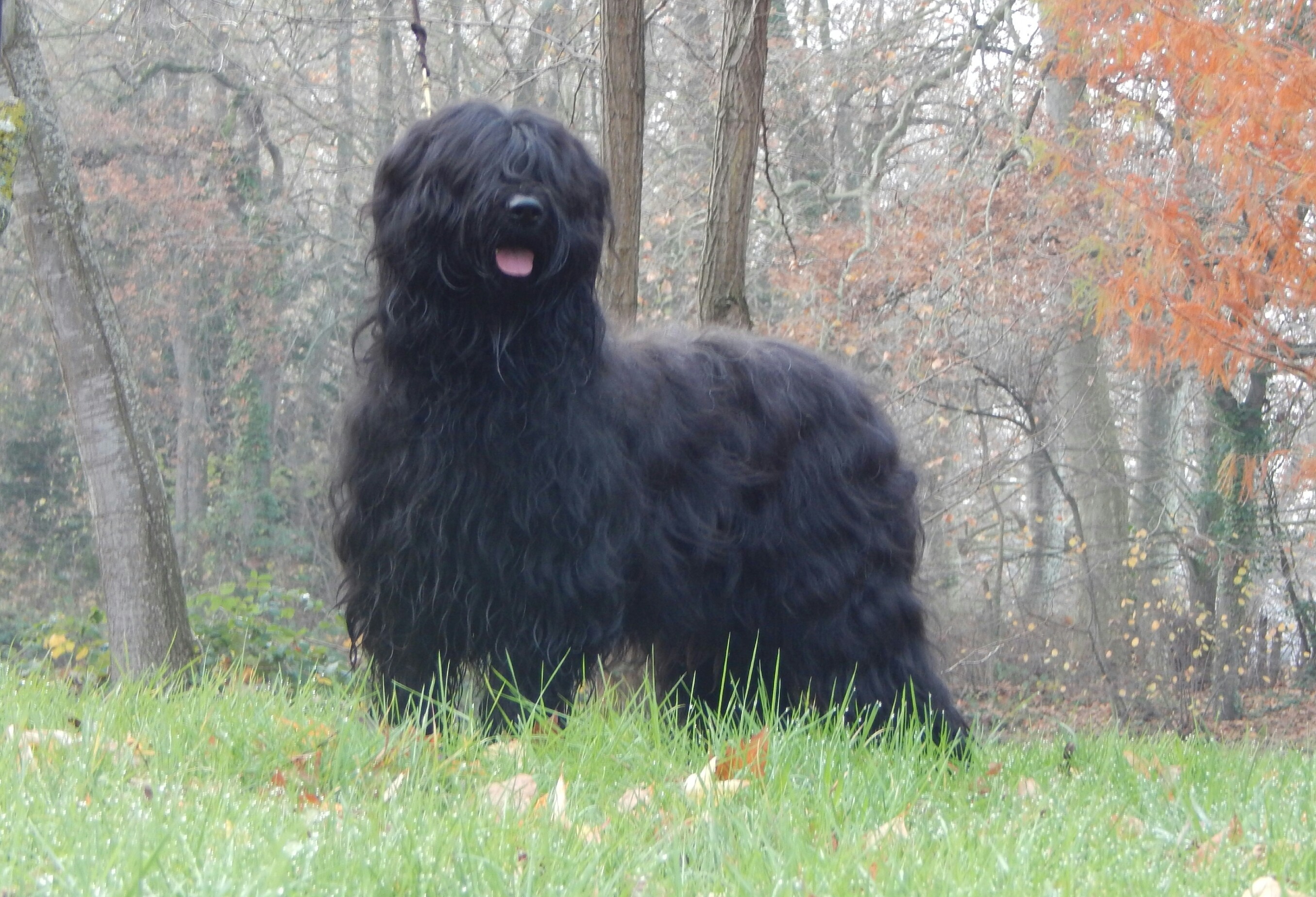 Illouna black Des Briards De L'Orris