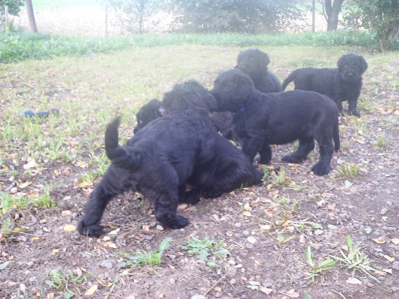 Des Z'amours De Nash - Berger de Brie - Portée née le 28/09/2013