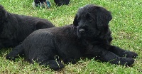 CHIOT