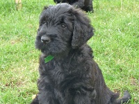 CHIOT