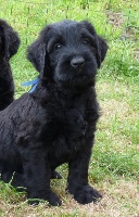 CHIOT