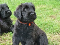 CHIOT