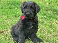 CHIOT
