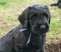 CHIOT