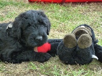 CHIOT