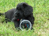CHIOT